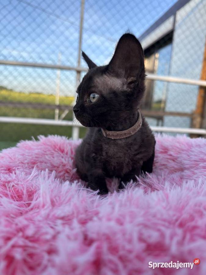 Devon Rex FPL kotka