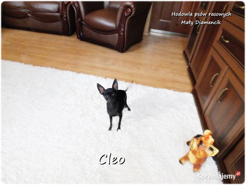 Mała sunia CLEO Pinczer Miniaturowy Ratlerek z sprzedam