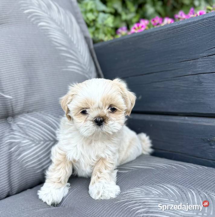 Shih Tzu szczeniaki gotowe do odbioru Wągrowiec