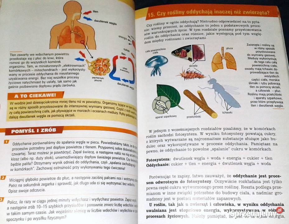 Spotkania z przyrodą 5 A Czubaj R Czubaj R Pozostałe Chełm