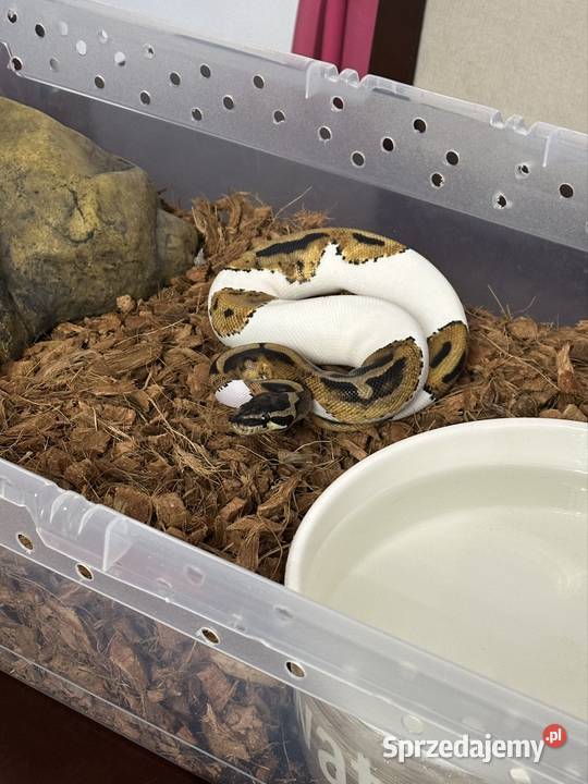 Pyton królewski samiec Żyrardów