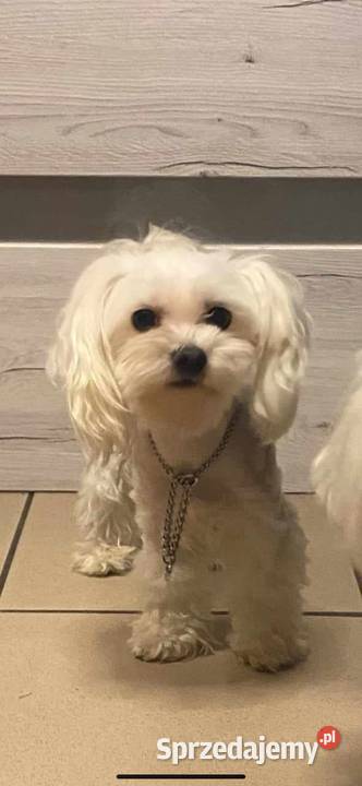 Maltańczyk maltanczyki Łukowa sprzedam