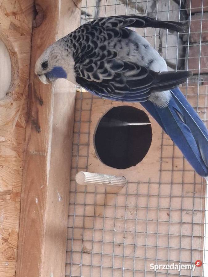 Rozella królewska samiec Lubiechowo