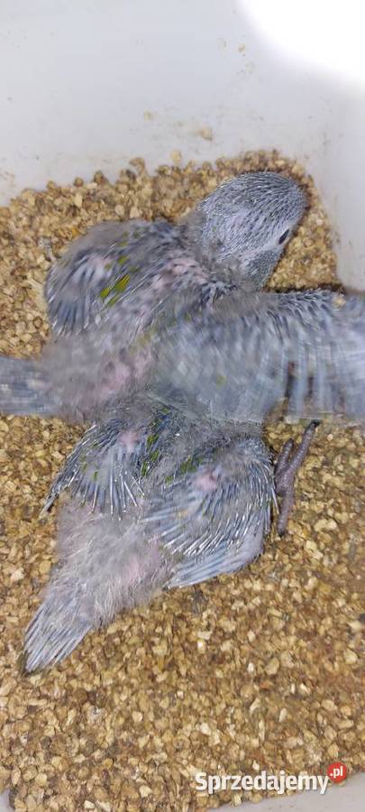 Amazonki niebieskoczelne Ary nobilis pisklaki śląskie