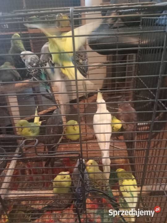 Faliste Zwierzęta Wawrzeńczyce