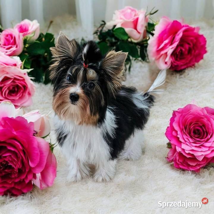 Piękna Miniaturowa maleńka Suczka York Biewer Do Opole