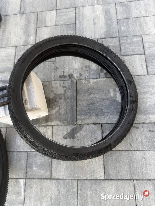 Kands colt f1 Wierzchosławice sprzedam