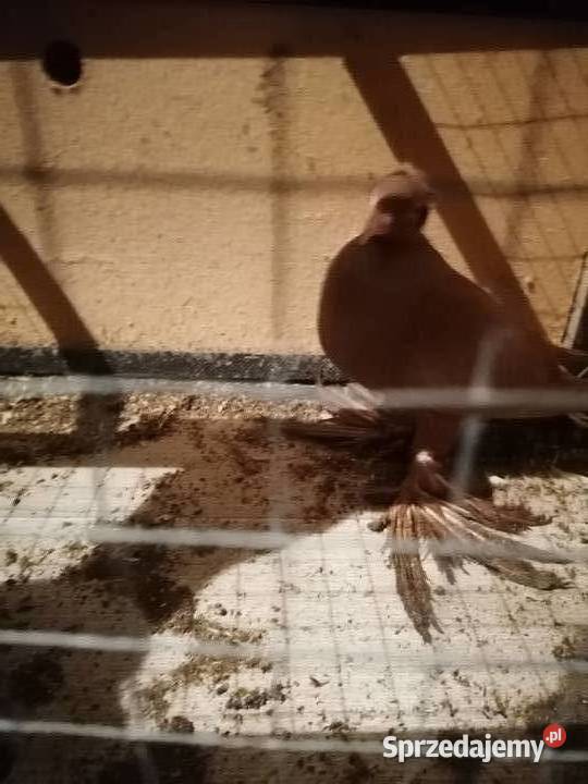 Sprzedam gołębie krymki wyszwance pawie kariery Pułtusk