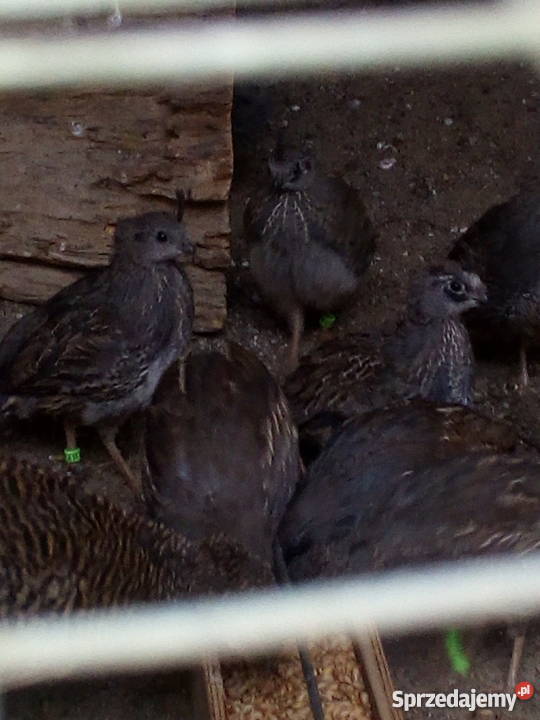 Przepiór kalifornijski Ptaki dolnośląskie Syców