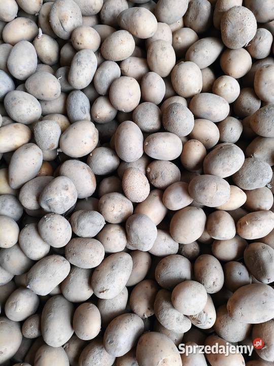 Catania wielkość sadzeniak Pozostałe Maciejowice