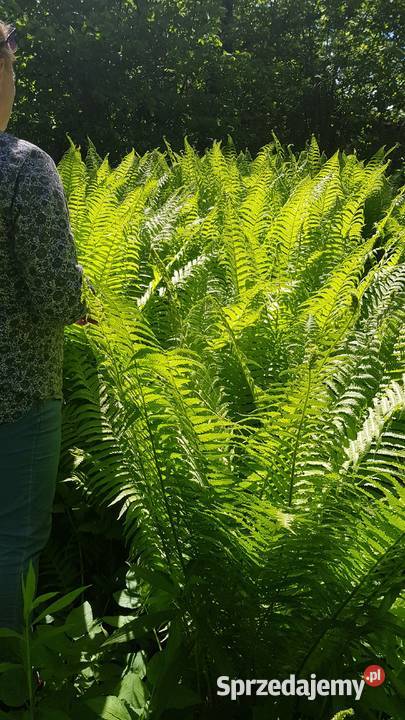 Paproć ogrodowa sadzonkaXXL Liściaste Lublin sprzedam