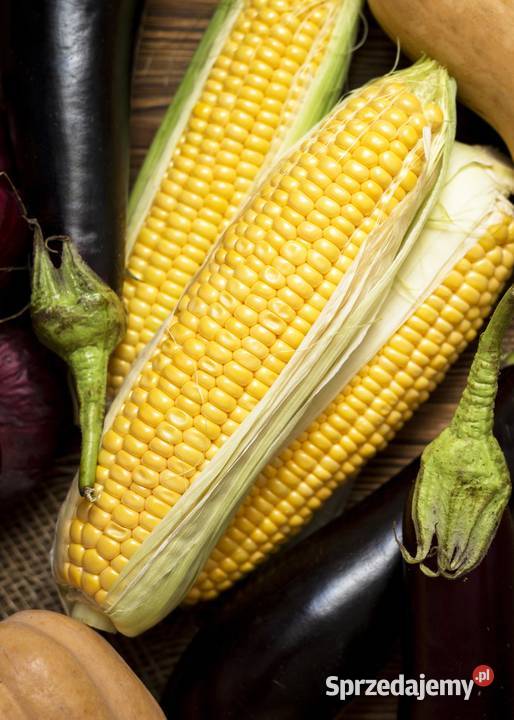 Nasiona kukurydzy Bologna mazowieckie