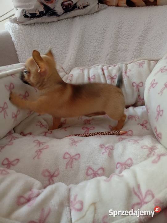 Mini suczka chihuahua Konin