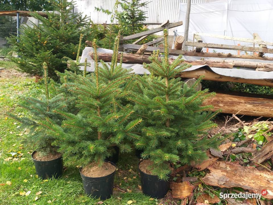 Choinki świerk jodła hurt detal Śniadka Druga