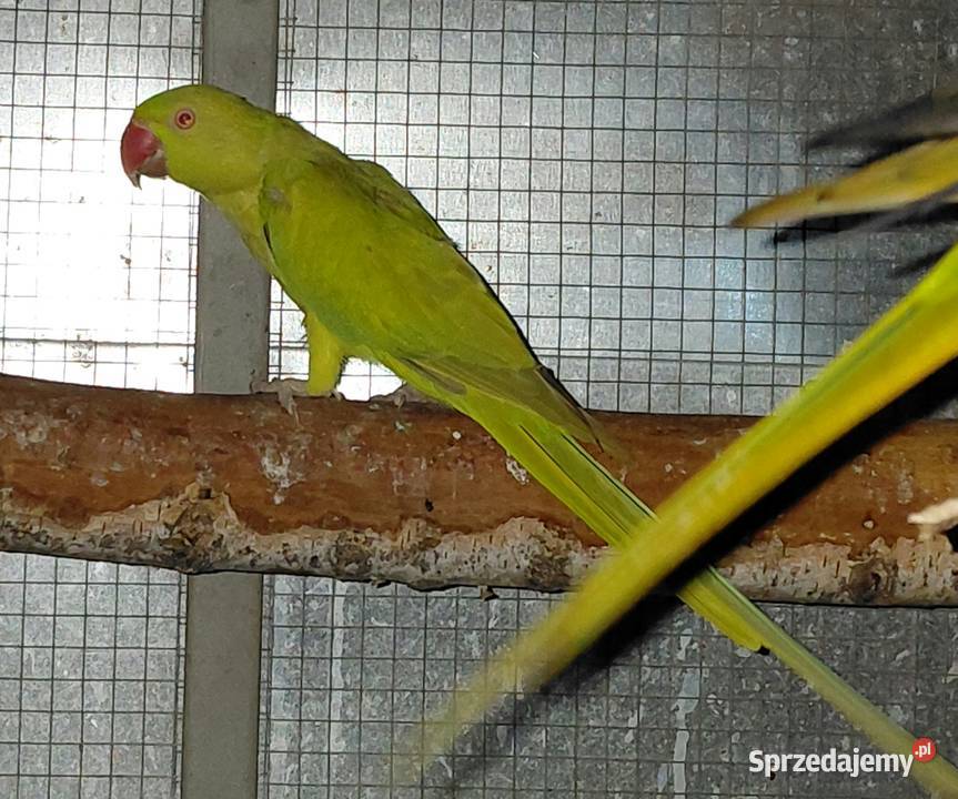 Papugi Miechów sprzedam