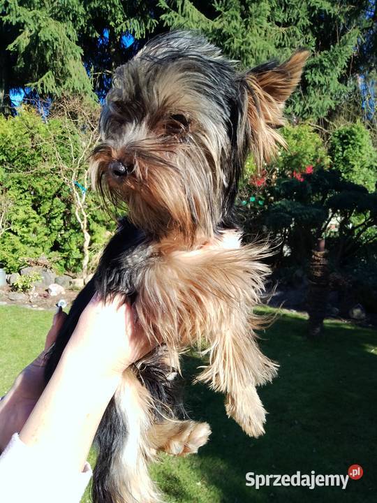 Sprzedam Yorkshire terrier Tanowo