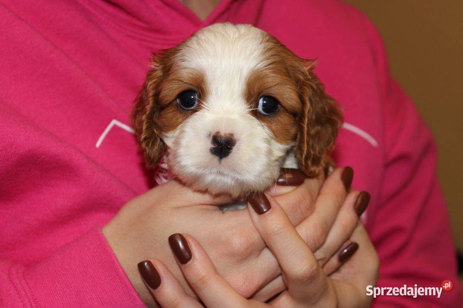 Cavalier King Charles Spaniel szczeniaczki ZKwP Aleksandria