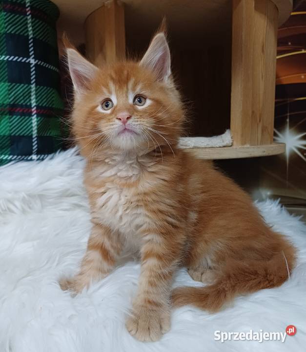 Maine Coon kocurek Rodowód fpl Olkusz