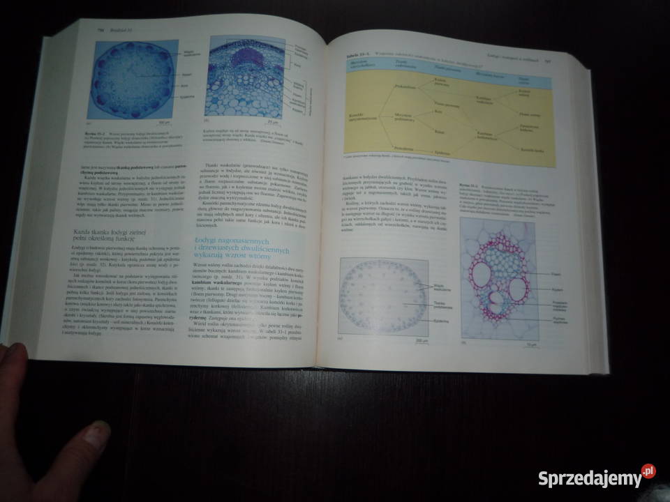 biologia berg martin villee Lutowiska