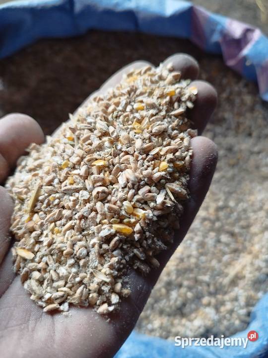 Sprzedam pszenicę z kukurydzą mieloną idealna Jagiełła