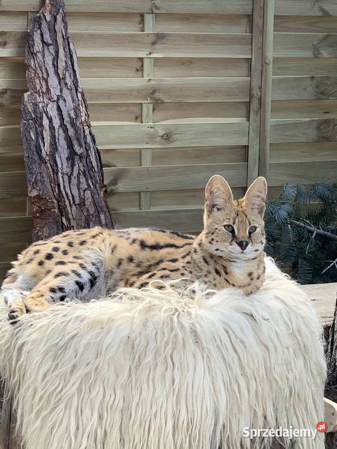 Serwal Afrykański Serval karmiony butelką Czerwionka-Leszczyny