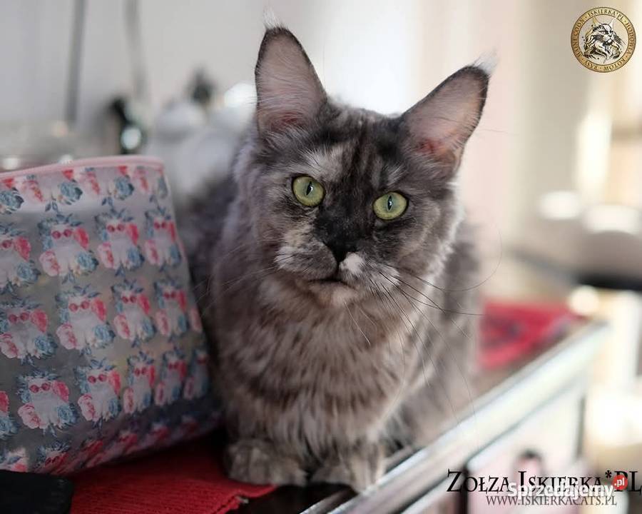 Kotka maine coon srebrzysta mazowieckie Warszawa sprzedam