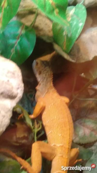 Legwan zielony odm RED młody terrarium