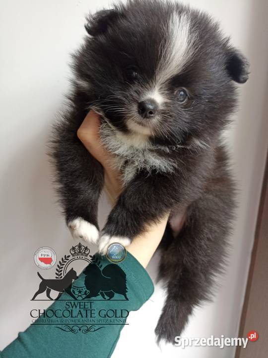 Suczka pomeranian szpic miniaturowy czarna Szpic miniaturowy łódzkie sprzedam