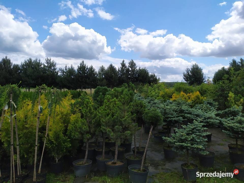 Rośliny ozdobne szczepione na pniu sosna wierzba sprzedam