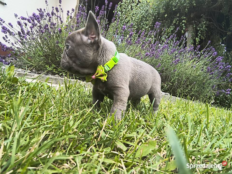 Buldog francuski Buldog Targanice sprzedam