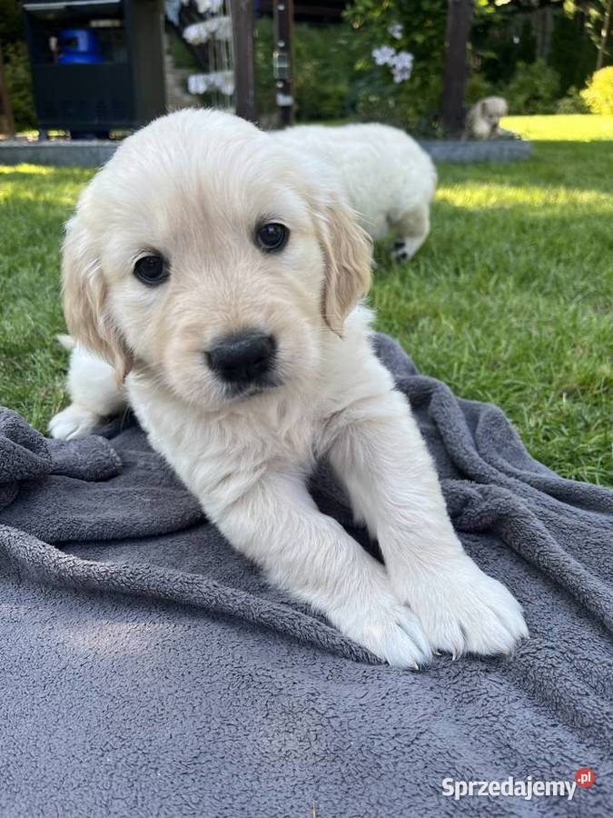 Suczka Golden Retriever FCI ZKwP Golden Retriever Lublin