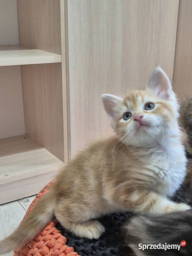 Kocurek Syberyjski OLO rodowód FIFE FPL Stary Broniszew sprzedam