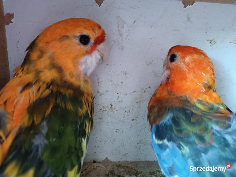 Papugi śląskie Orzesze sprzedam