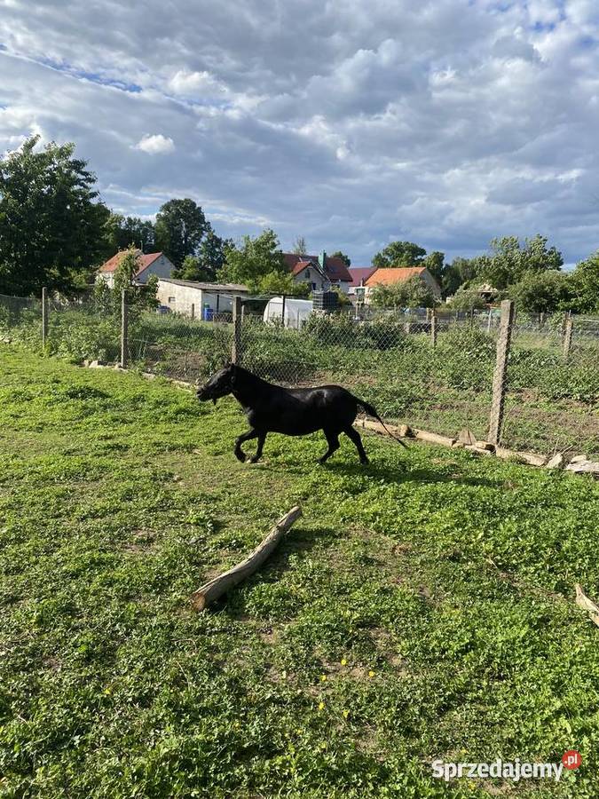 Kucyk aurora ma 4 lata Mierczyce