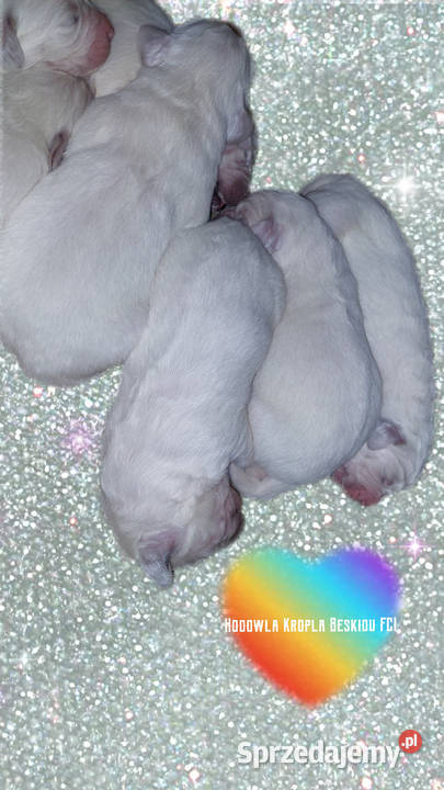 Szczeniaki Polski Owczarek Podhalański Rzeszów