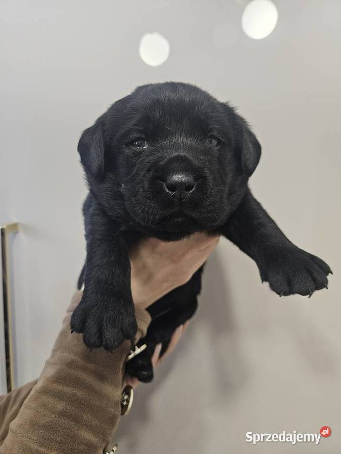 Labrador retriever Zkwp FCI Lgota Mała