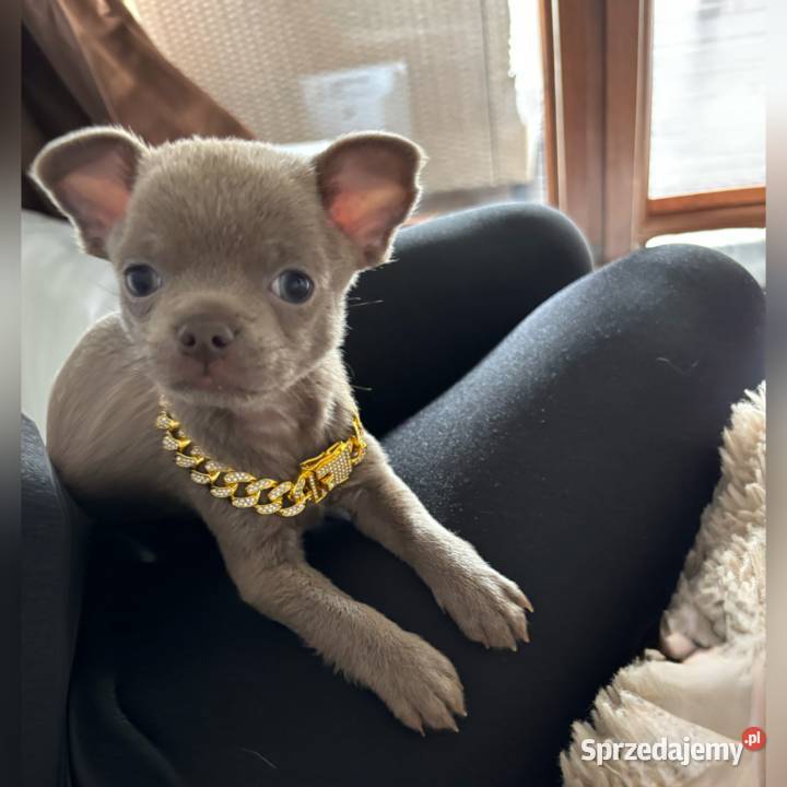 Chihuahua krótkowłosy piesek liliowy badania DNA Chihuahua
