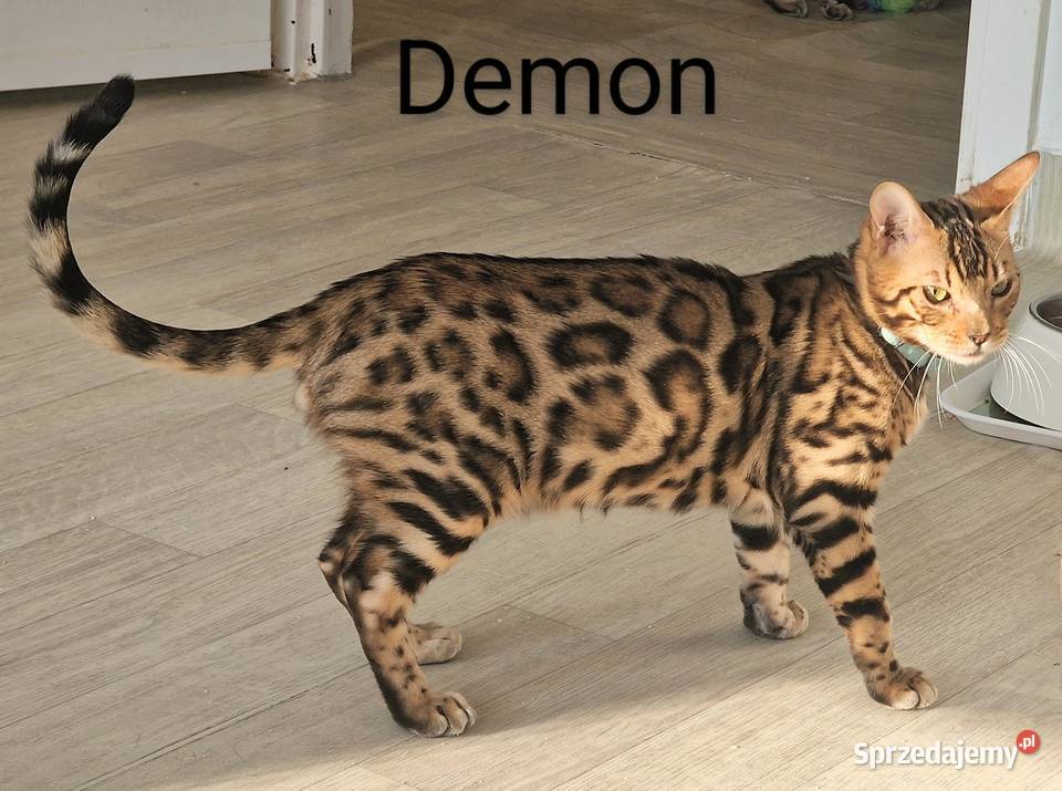 Kot bengalski DEMON Konin