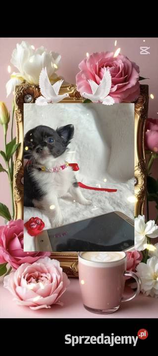 Chihuahua dziewczynka długowłosa suczka Inowrocław