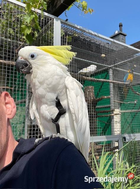 Kakadu Alba Inka Żółtoczuba Park Papug Kraków
