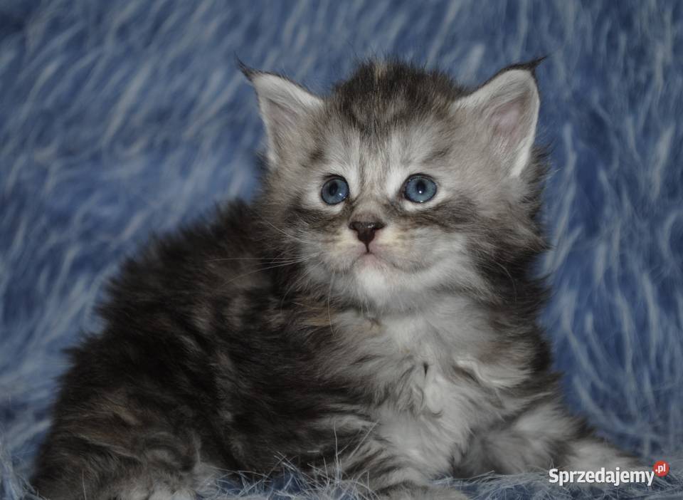 Kociaczki maine coon Brzezia Łąka
