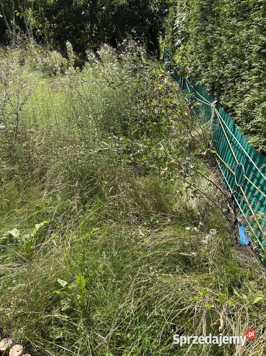 Syndyk sprzeda prawo do użytkowania rodzinnego 21zł/m2 kujawsko-pomorskie Toruń