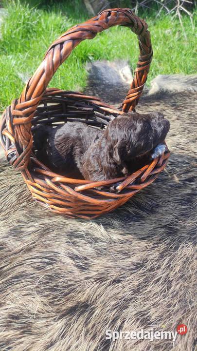 Lagotto Romagnolo Zakątek Bystrego FCI Augustów
