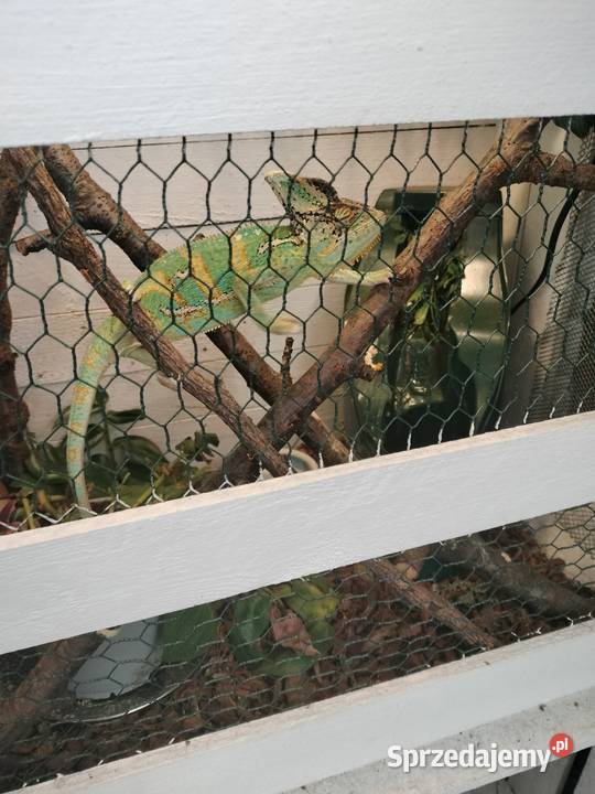Sprzedam dwa kameleony