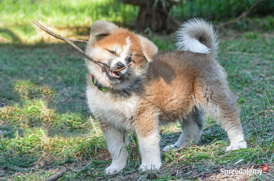 Akita inuaqkita japońska czerwone szczenięta Wołów