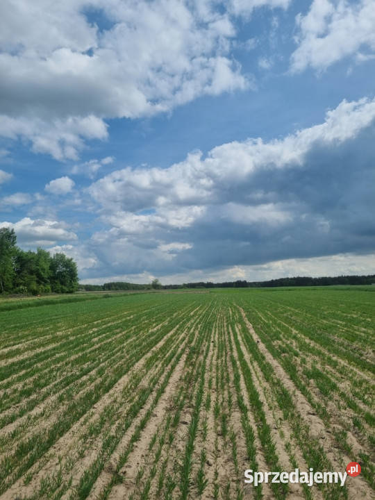 Dz.bud. blisko natury i miasta, bez bezp.sąsiadów