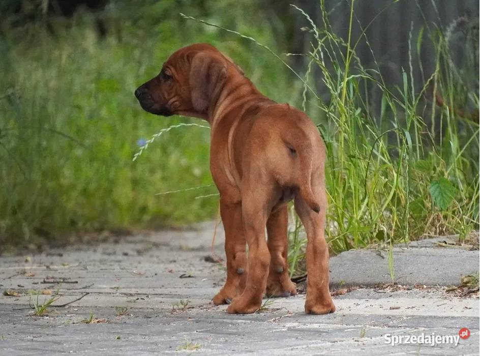 Rhodesian Ridgeback szczenię wystawowe suczka łódzkie Dłutów