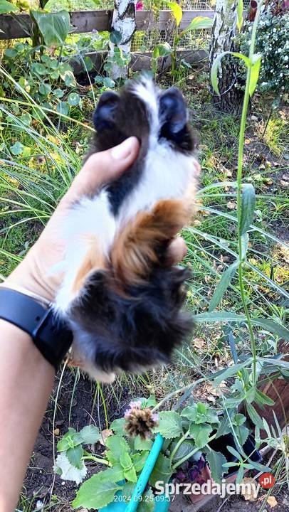 Świnka morska rozetka dziewczynka Mochała