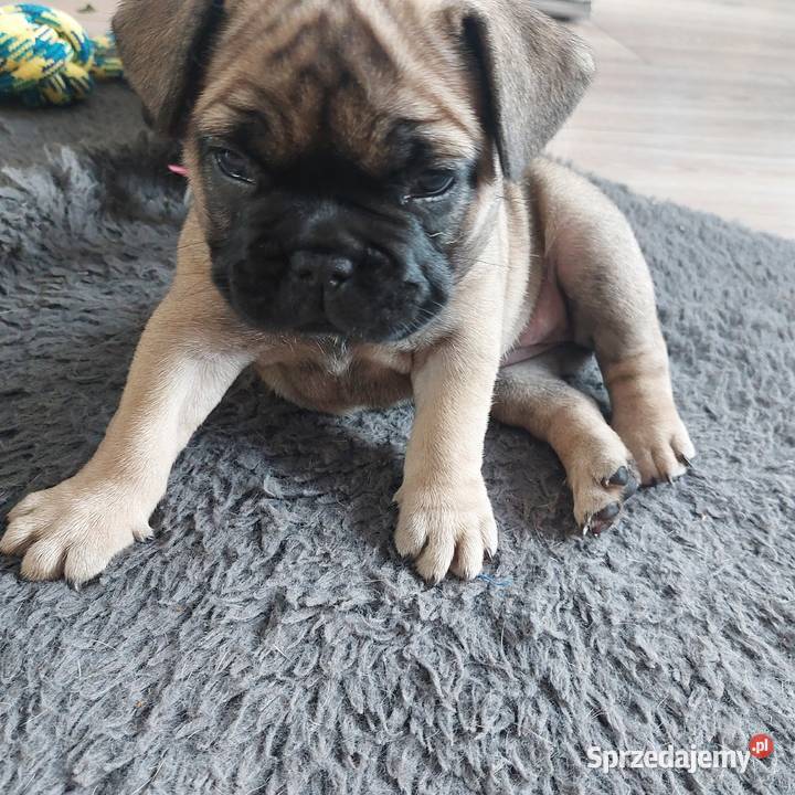 Buldog francuski