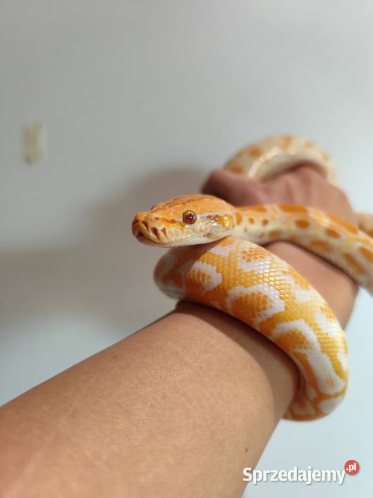 Python Bivittatus Pruszków